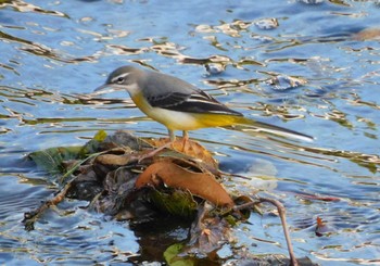 キセキレイ 平和の森公園、妙正寺川 2023年10月23日(月)