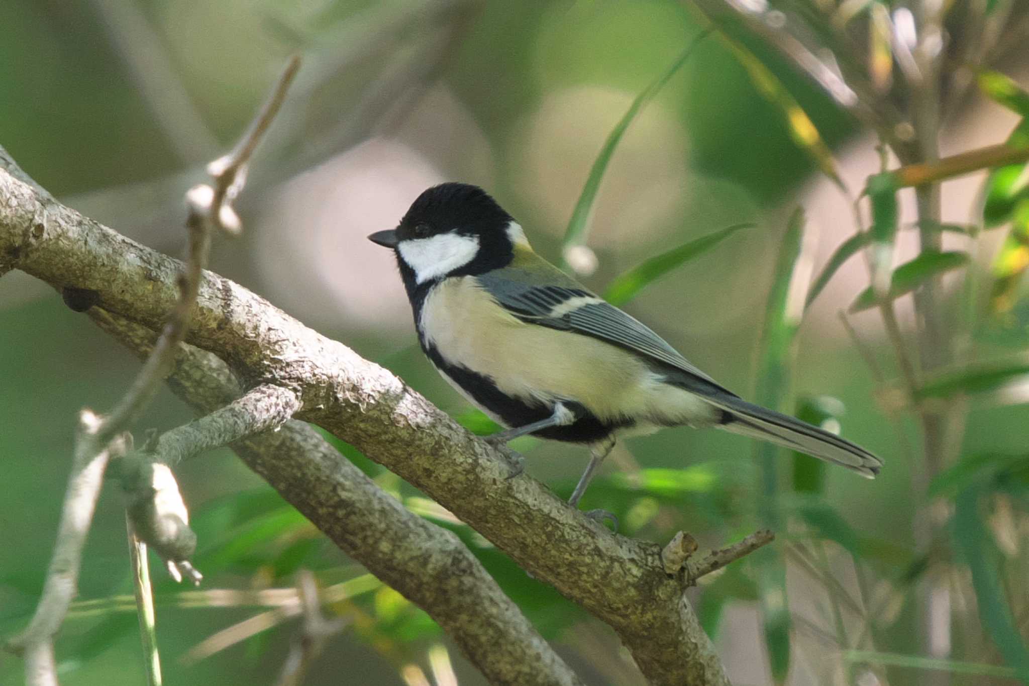 Photo of Japanese Tit at 長池公園 by Y. Watanabe