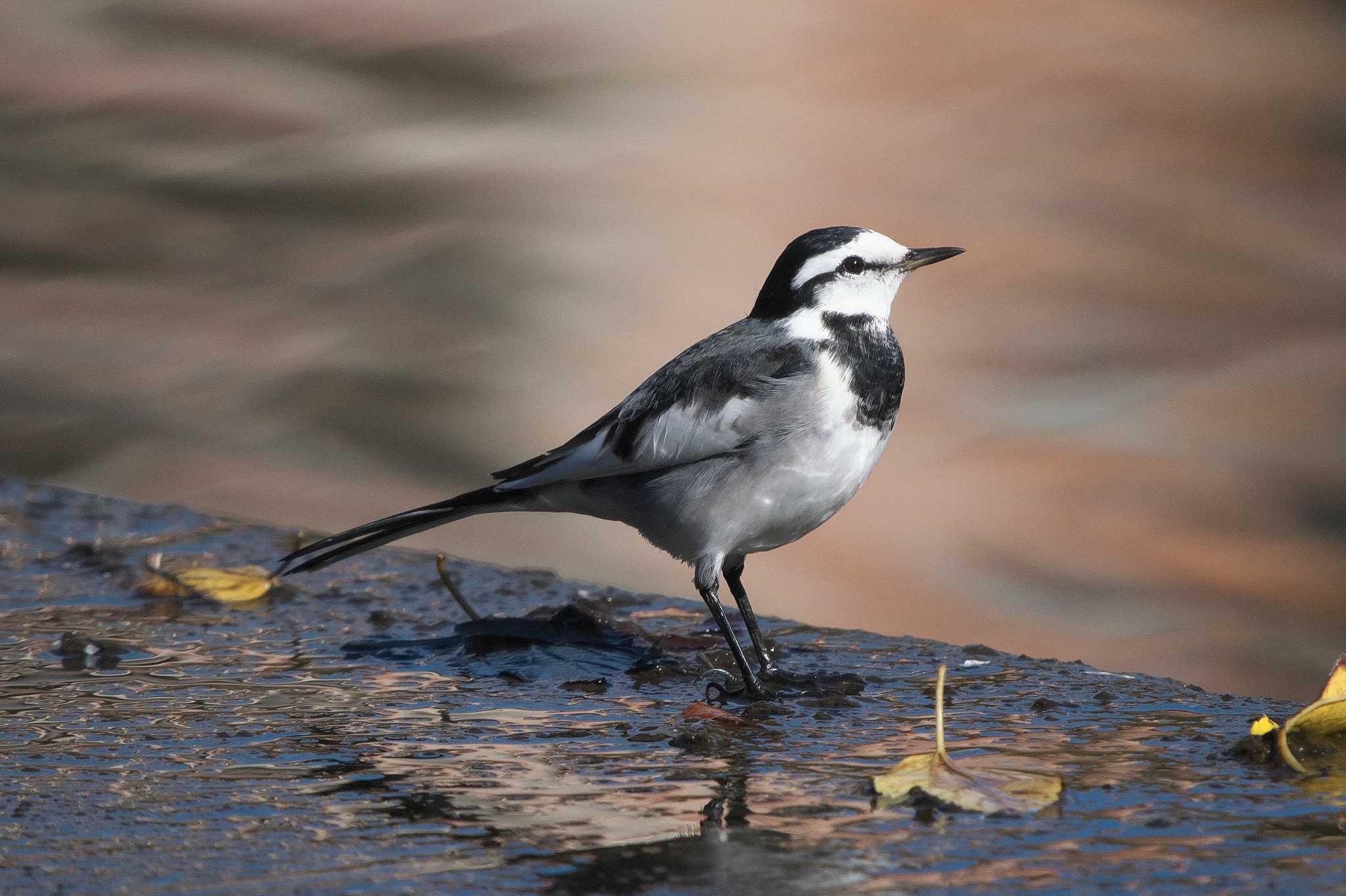 Photo of White Wagtail at 長池公園 by Y. Watanabe