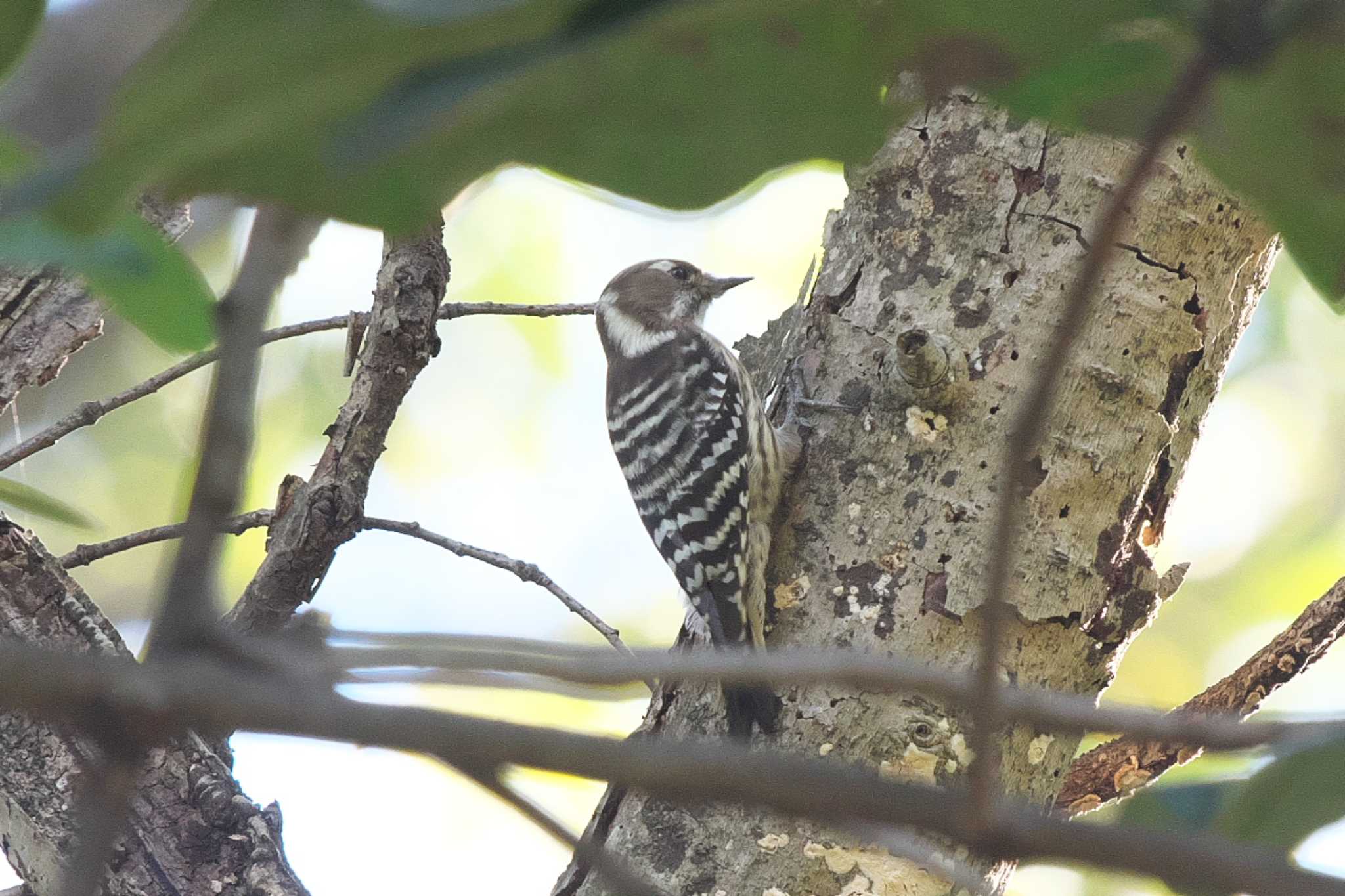 Japanese Pygmy Woodpecker