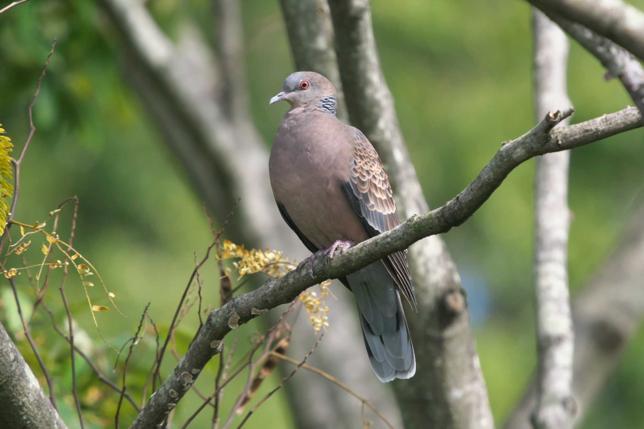 Oriental Turtle Dove