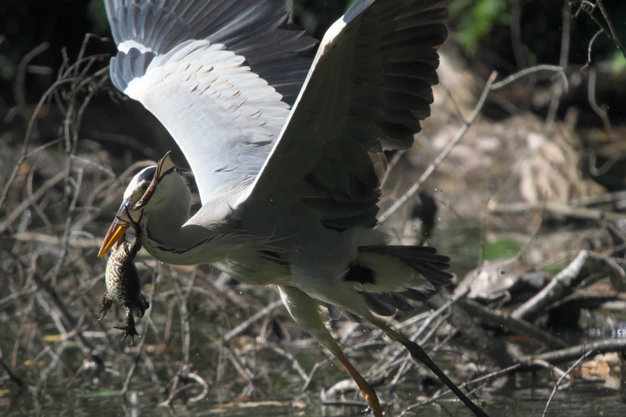 Grey Heron