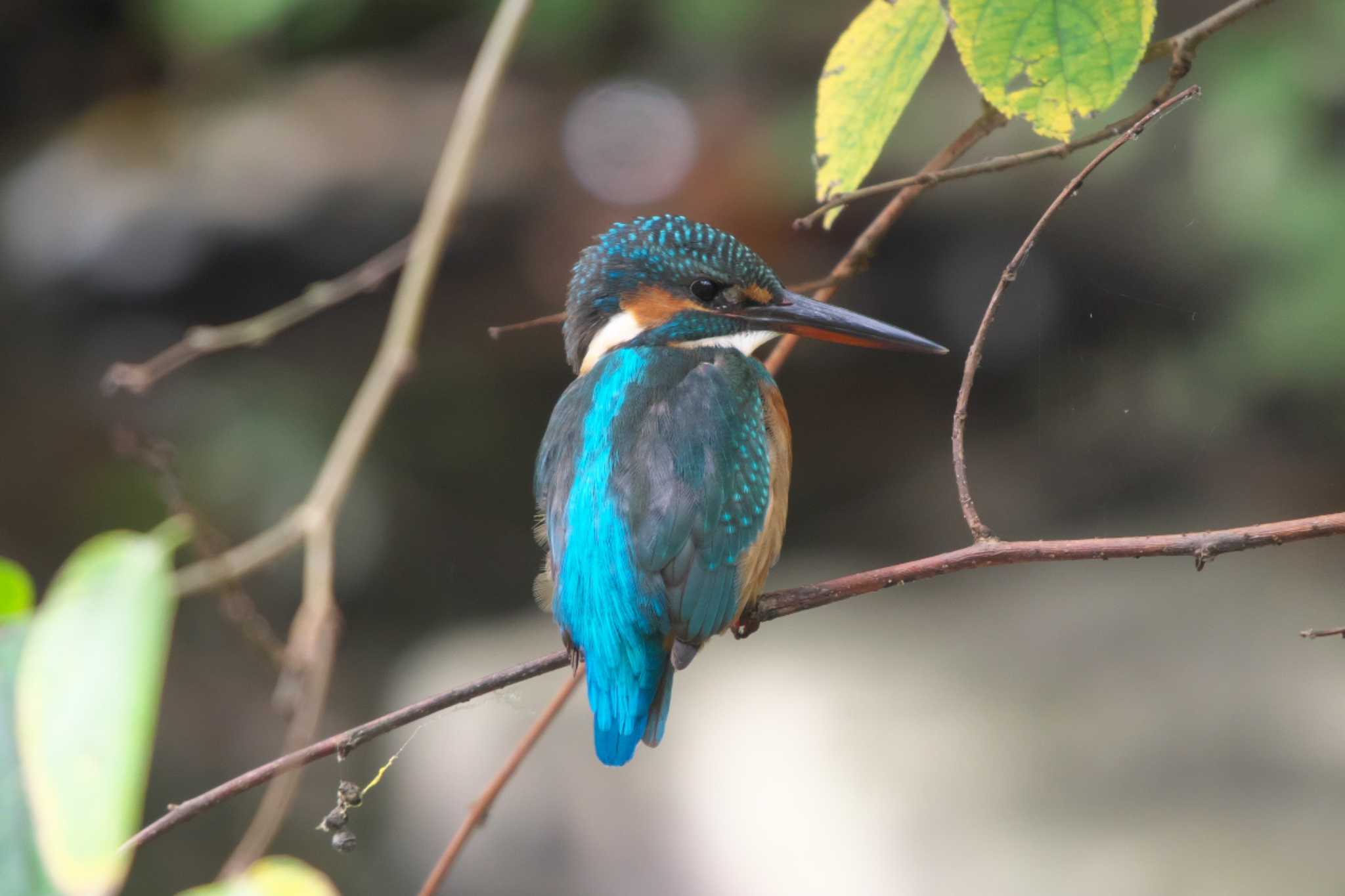 Common Kingfisher