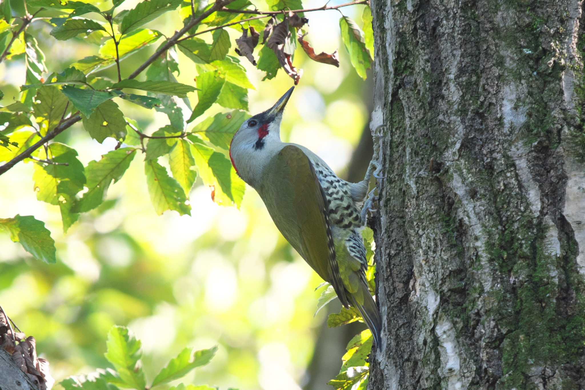 Photo of Japanese Green Woodpecker at 長池公園 by Y. Watanabe