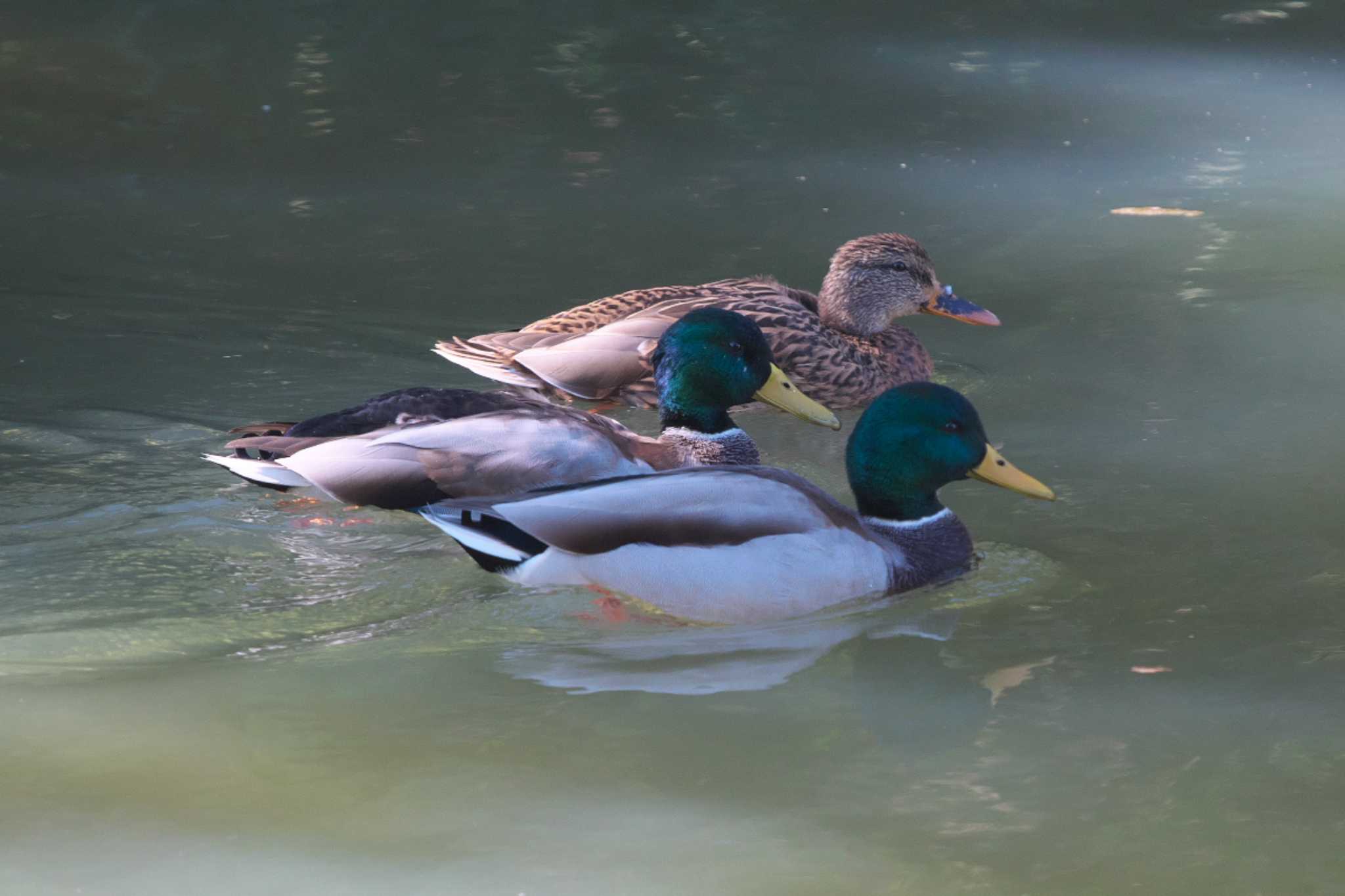 長池公園 マガモの写真 by Y. Watanabe