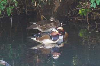 2023年10月23日(月) 長池公園の野鳥観察記録