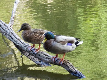 Mallard 千葉市泉自然公園 Sat, 10/21/2023