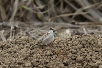 House Sparrow 沖縄県糸満市 Thu, 9/27/2018