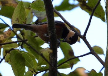 Varied Tit 千葉市泉自然公園 Sat, 10/21/2023