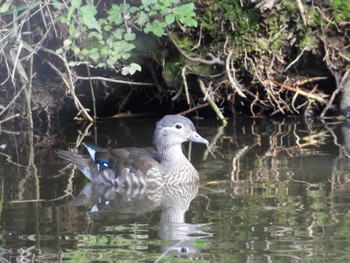 Mandarin Duck 千葉市泉自然公園 Sat, 10/21/2023