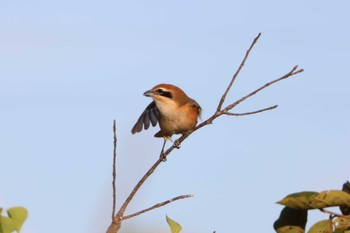 Bull-headed Shrike 弥富野鳥園 Sun, 10/22/2023