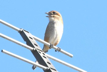 Bull-headed Shrike 寺家ふるさと村 Sun, 10/22/2023