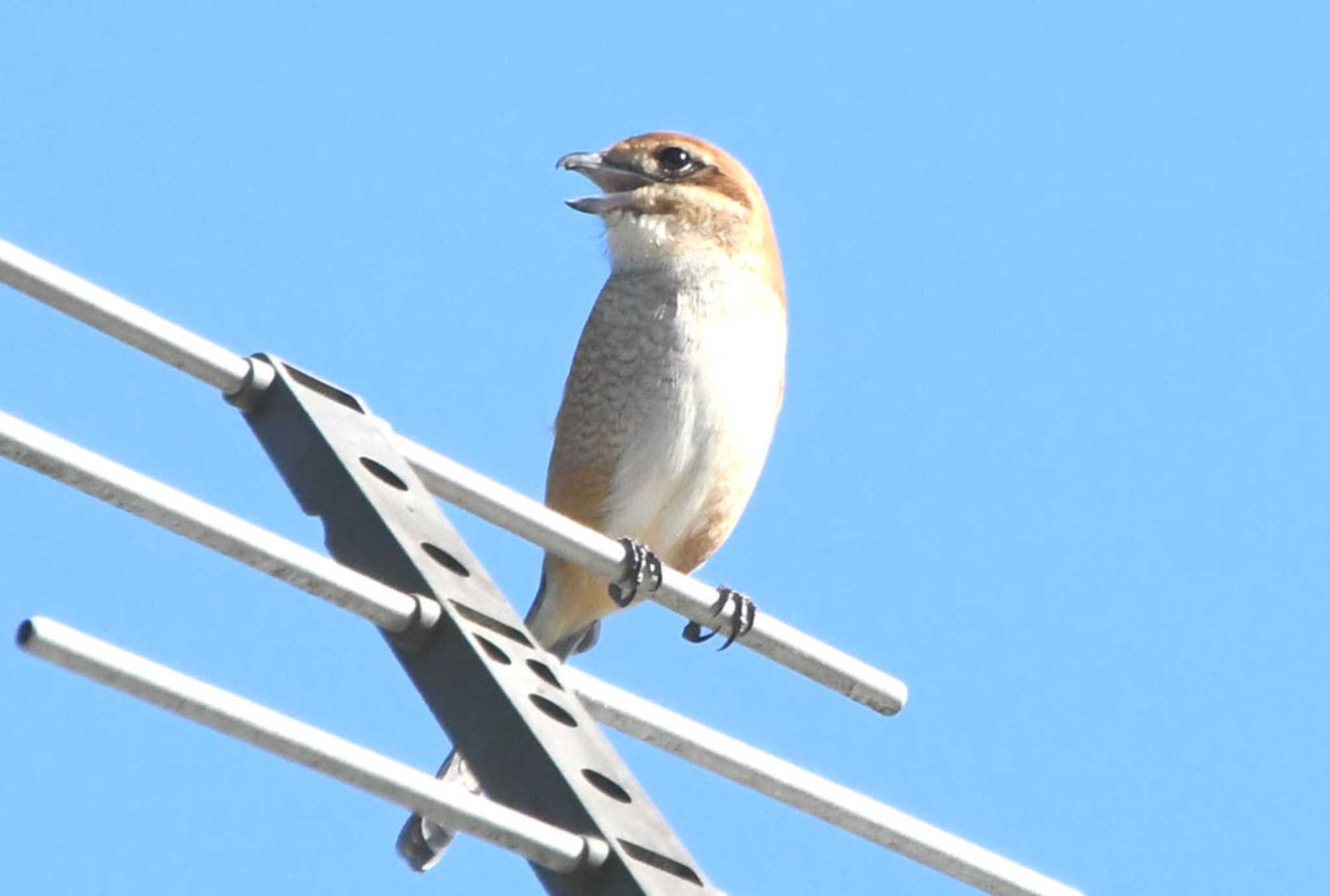 Photo of Bull-headed Shrike at 寺家ふるさと村 by TOM57