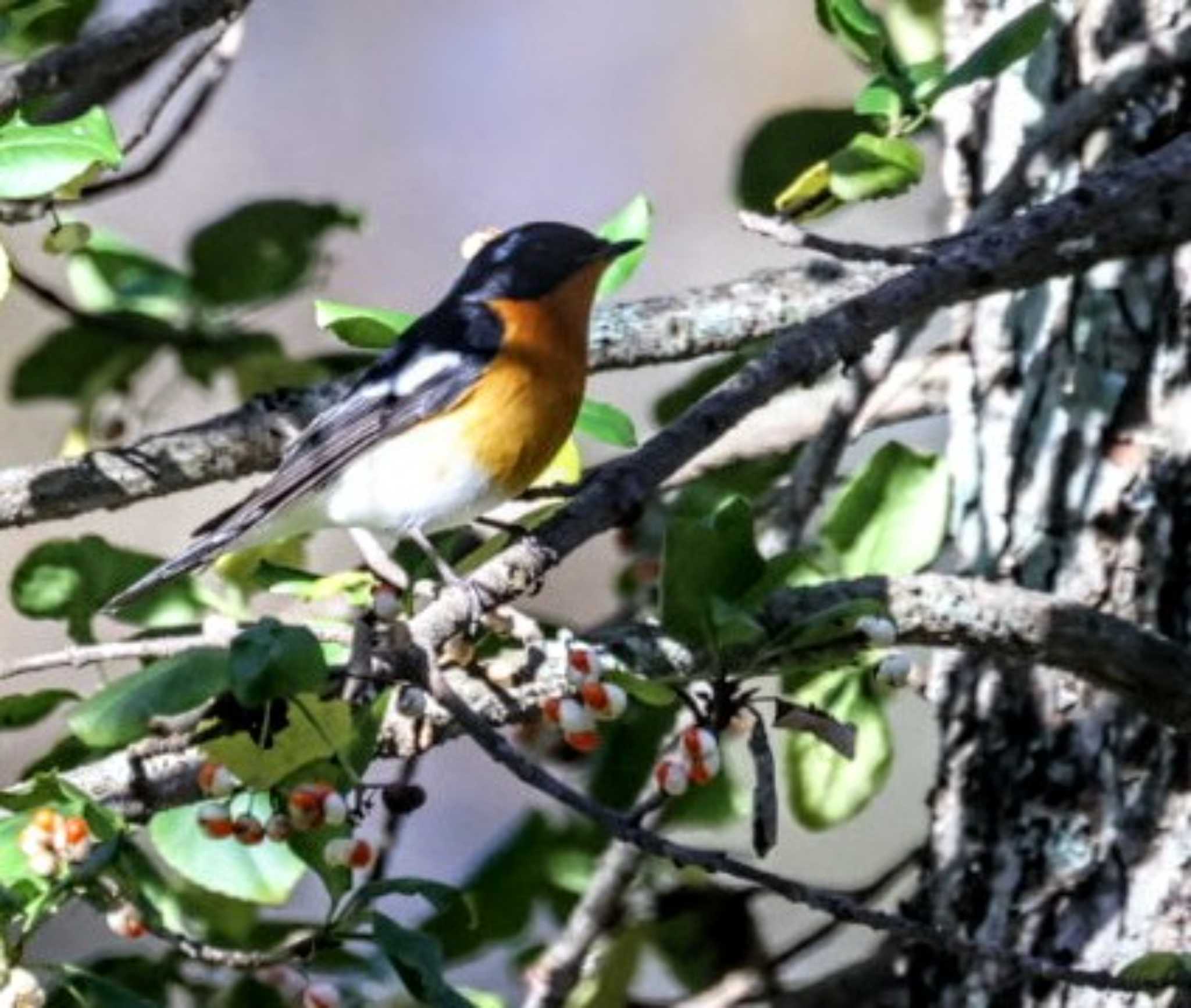 Mugimaki Flycatcher