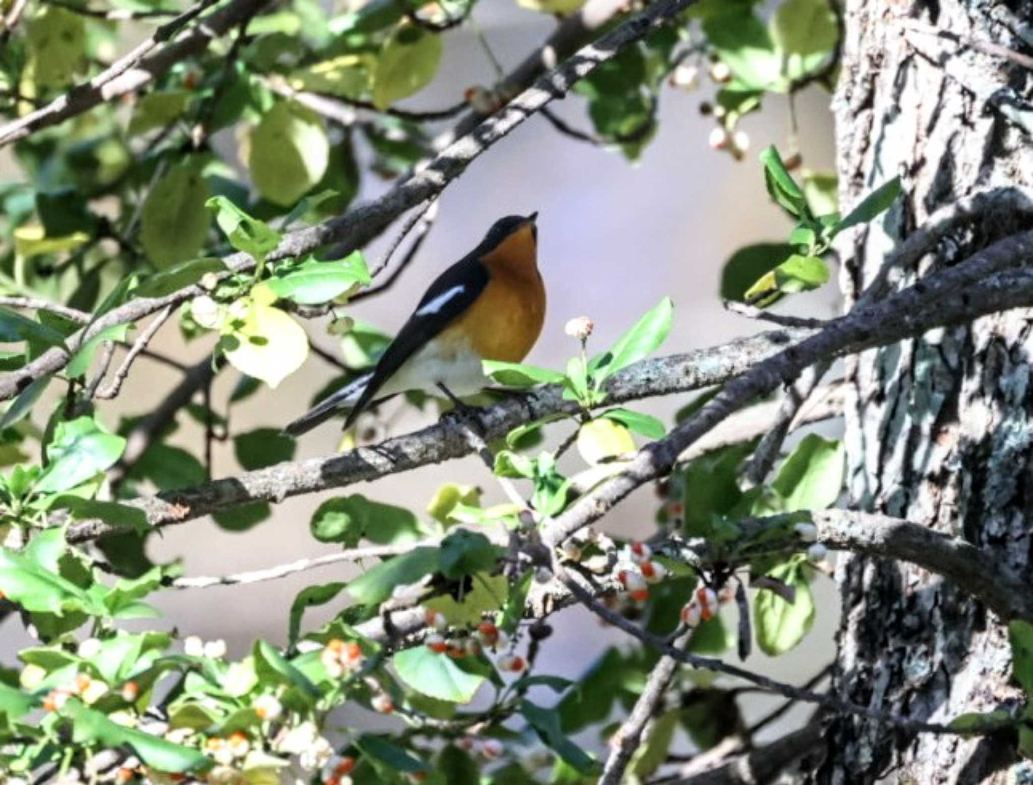 Mugimaki Flycatcher