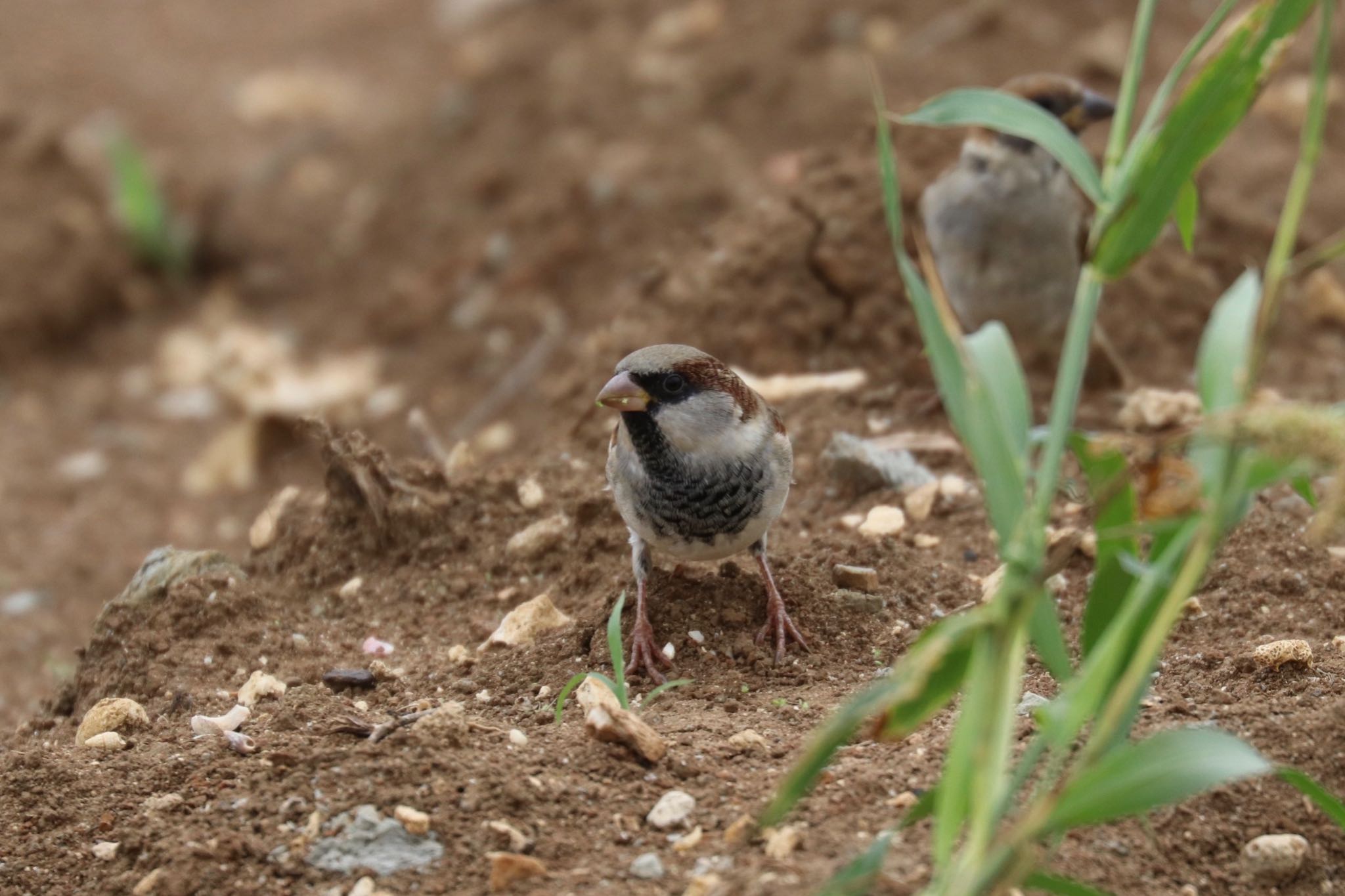 Photo of House Sparrow at 沖縄県糸満市 by Zakky