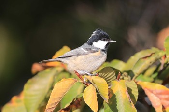 Coal Tit 北海道 函館市 東山 Mon, 10/23/2023