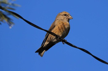 Red Crossbill 北海道 函館市 東山 Mon, 10/23/2023