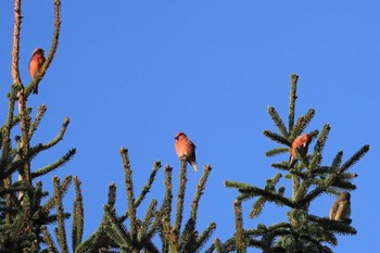 Red Crossbill 北海道 函館市 東山 Mon, 10/23/2023