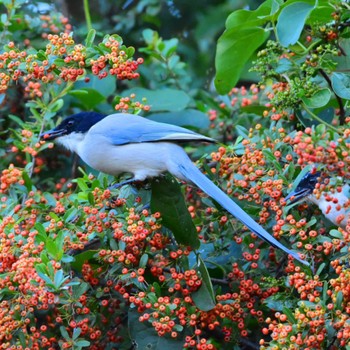 Azure-winged Magpie Kasai Rinkai Park Mon, 10/23/2023