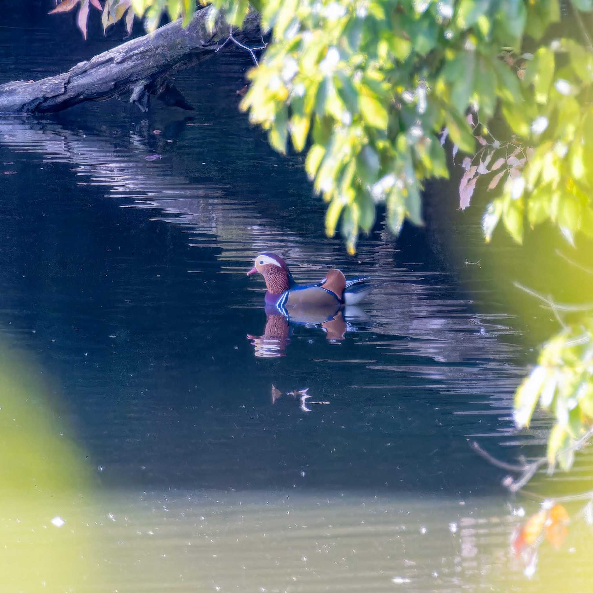 Photo of Mandarin Duck at 宮城県仙台市 by LeoLeoNya