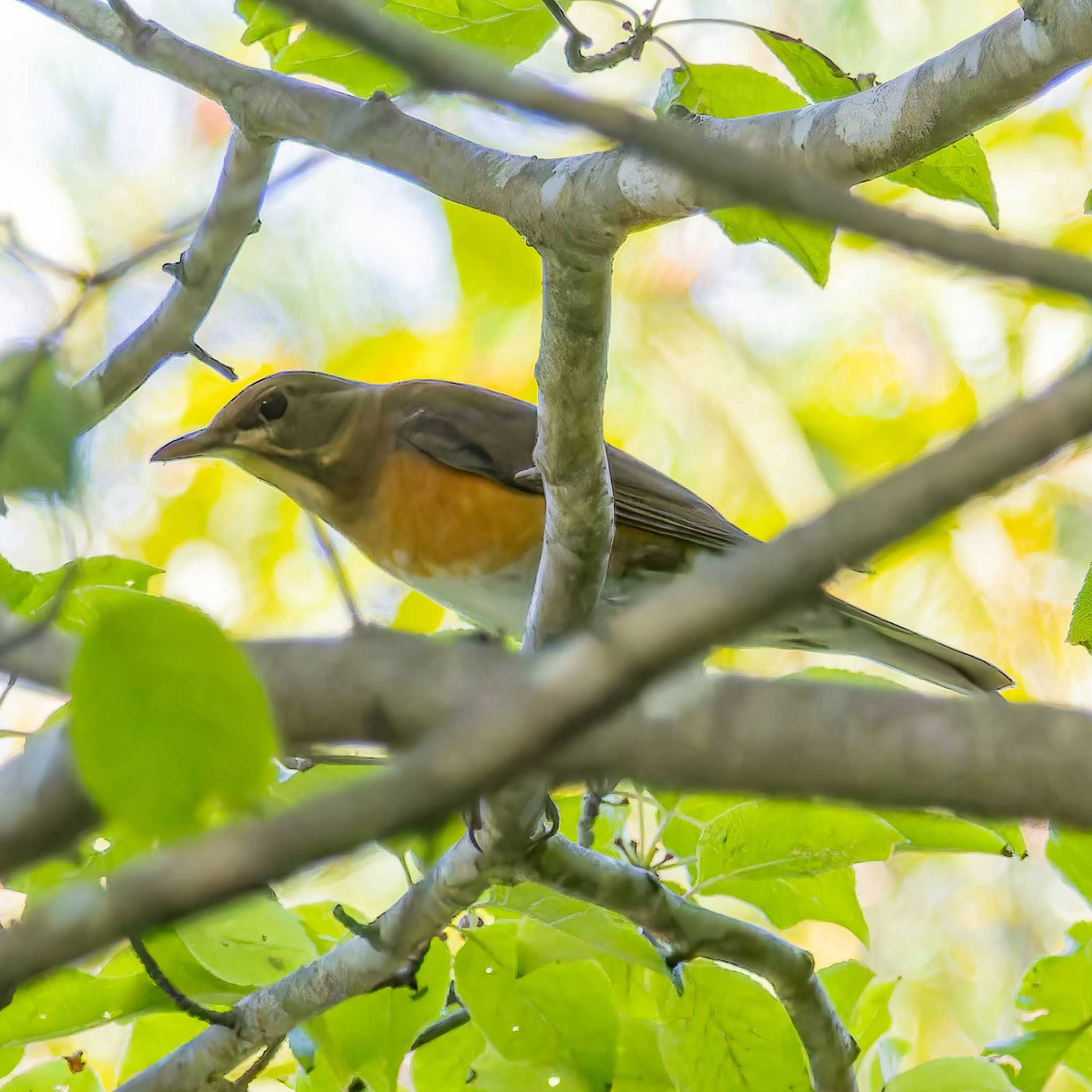 Photo of Eyebrowed Thrush at 宮城県仙台市 by LeoLeoNya