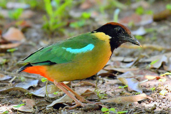 Noisy Pitta