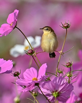 Zitting Cisticola 家の近所 Mon, 10/23/2023