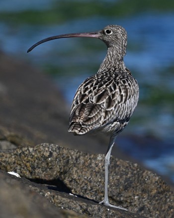 Far Eastern Curlew 一色 Sun, 10/22/2023