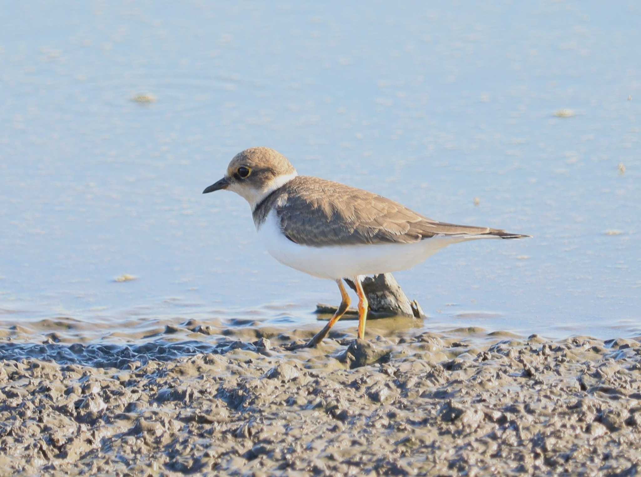 Little Ringed Plover