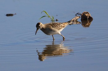 Pectoral Sandpiper 愛知県愛西市立田町 Mon, 10/23/2023