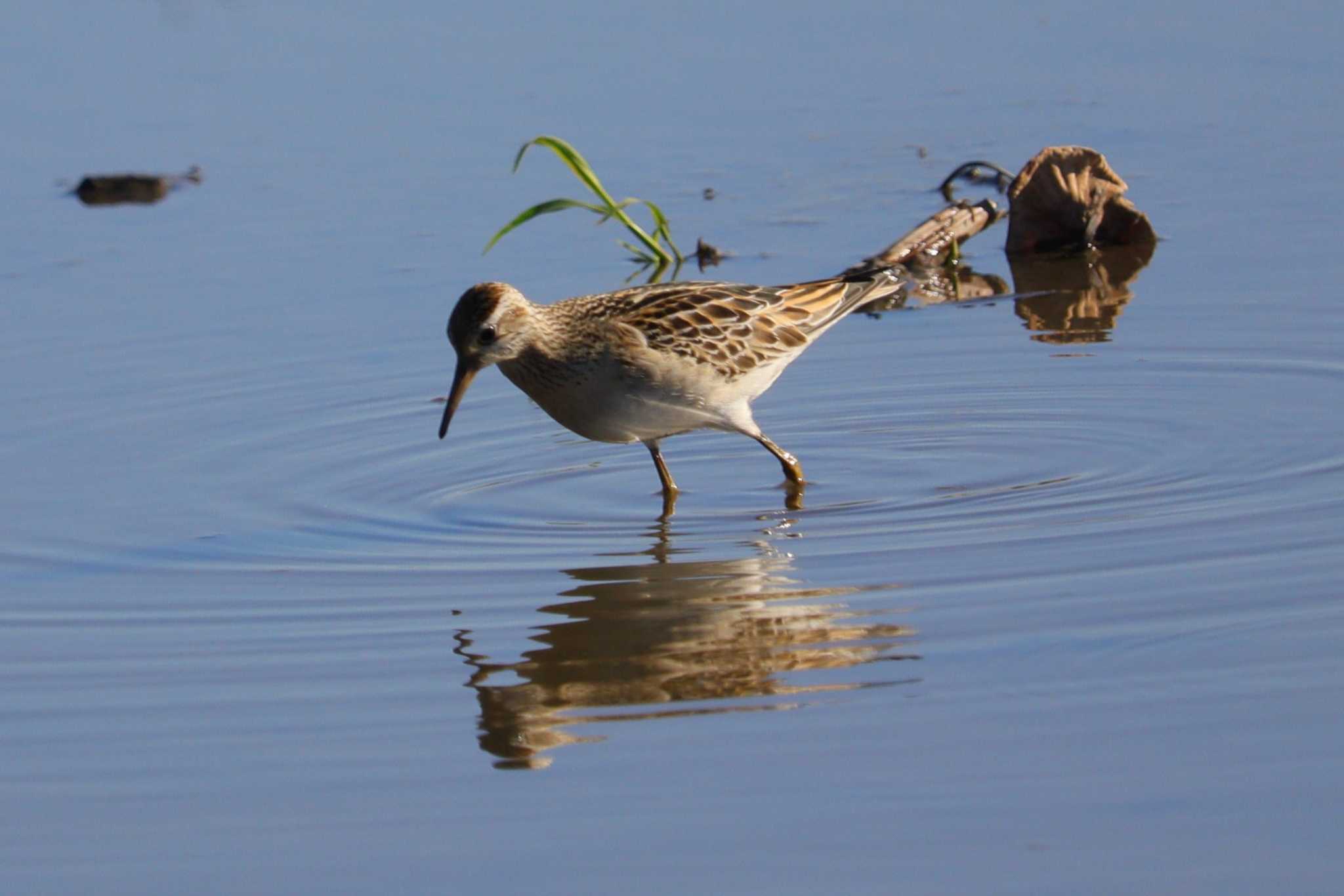 Pectoral Sandpiper