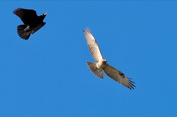 ノスリ 東京港野鳥公園 2023年10月22日(日)