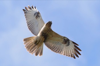 ノスリ 東京港野鳥公園 2023年10月22日(日)