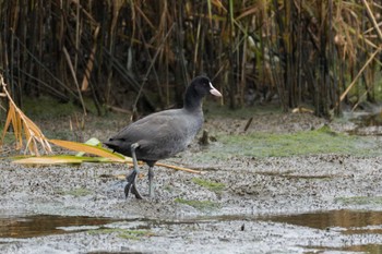 オオバン 東京港野鳥公園 2023年10月15日(日)