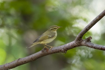 Kamchatka Leaf Warbler 権現山(弘法山公園) Sat, 10/21/2023