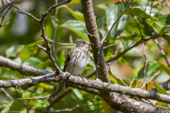 Sat, 10/21/2023 Birding report at 権現山(弘法山公園)