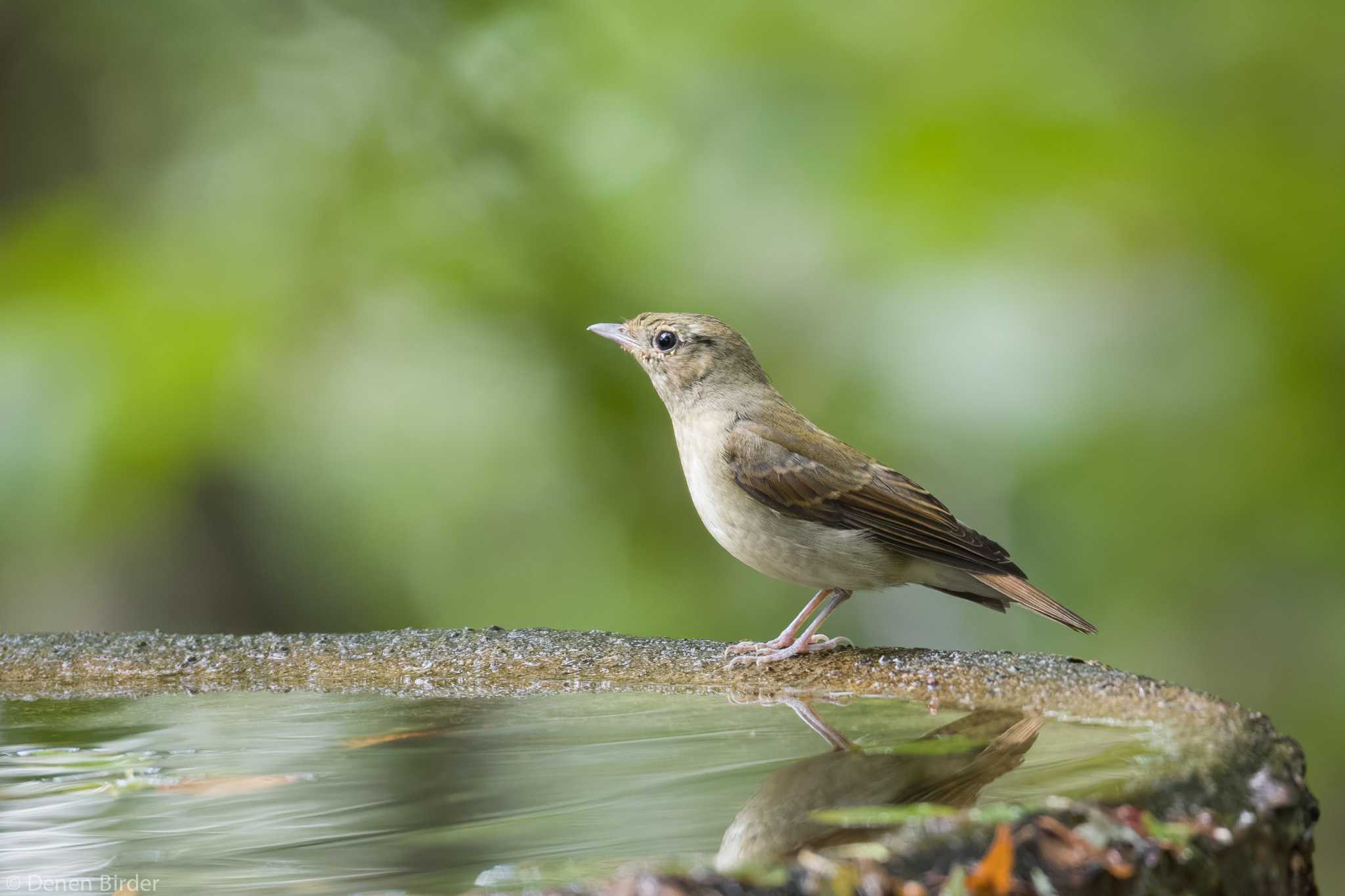 嘴がちょっと by 田園Birder