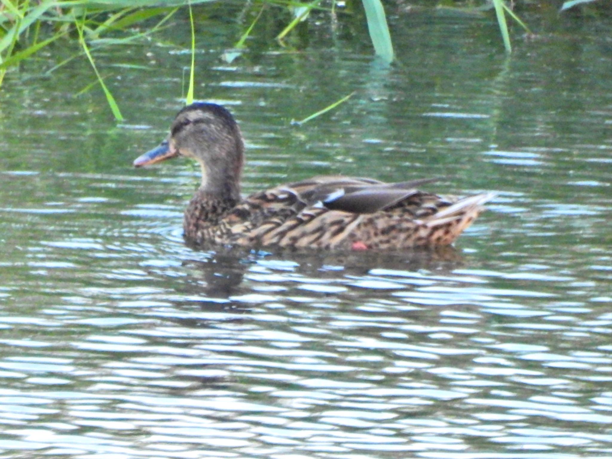 Mallard