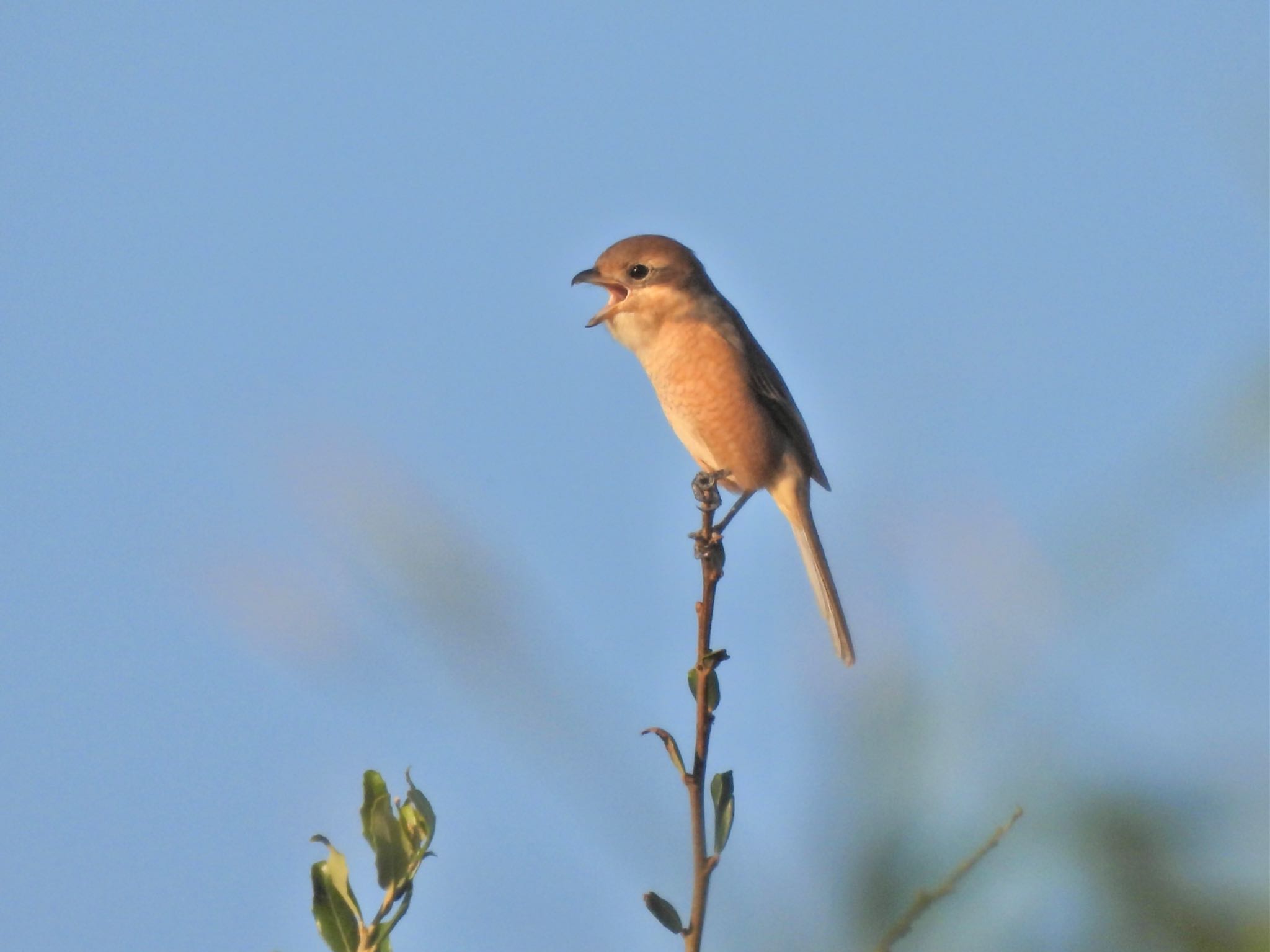 Bull-headed Shrike