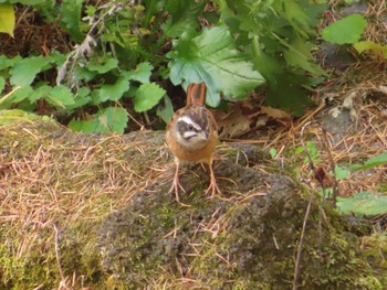 Meadow Bunting 創造の森(山梨県) Sun, 10/22/2023