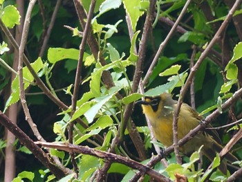 Bonin White-eye Hahajima Island Sat, 10/21/2023