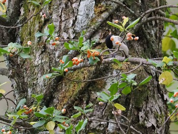 コガラ 戸隠森林植物園(戸隠森林公園) 2023年10月21日(土)