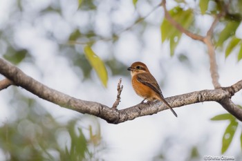 モズ 大麻生野鳥の森公園 2023年10月23日(月)