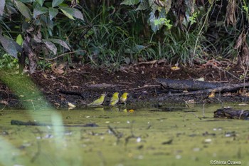 メジロ 大麻生野鳥の森公園 2023年10月23日(月)