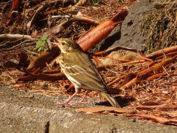 Olive-backed Pipit 創造の森(山梨県) Sun, 10/22/2023