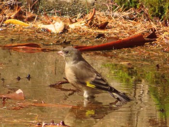 Grey-capped Greenfinch 創造の森(山梨県) Sun, 10/22/2023