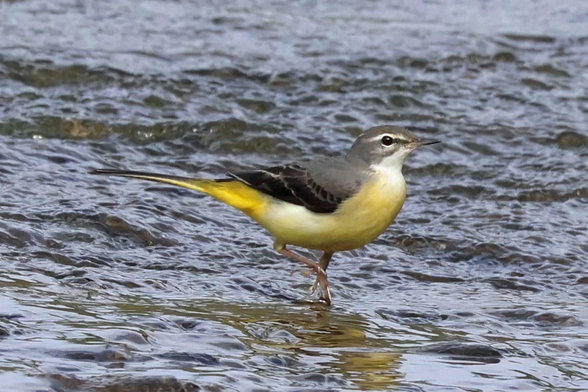 Grey Wagtail