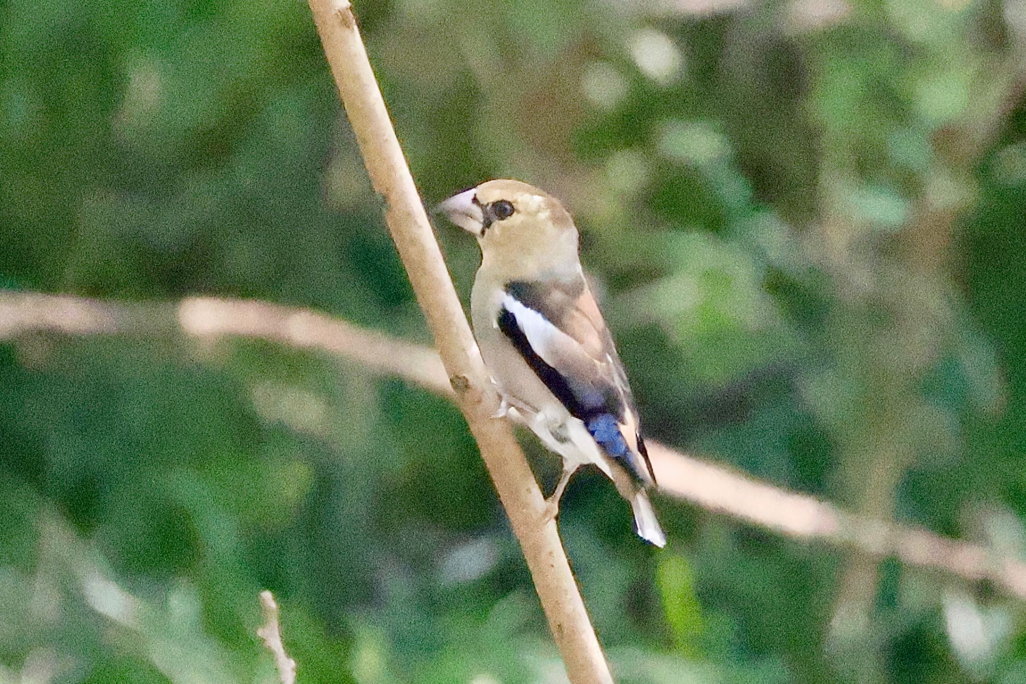 Hawfinch