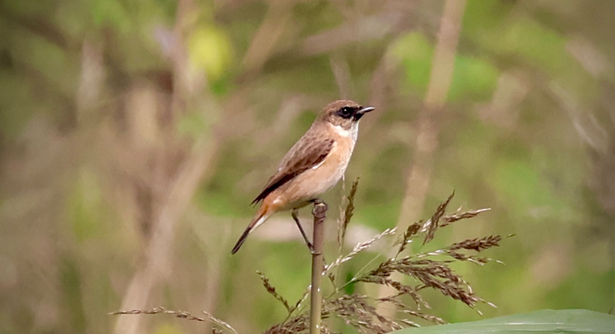 Amur Stonechat